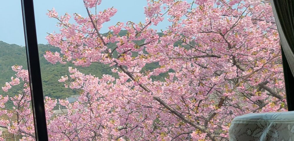 五島の桜